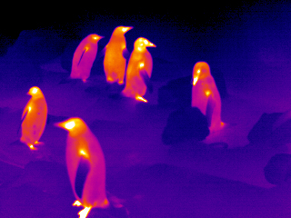 Pinguine thermografiert